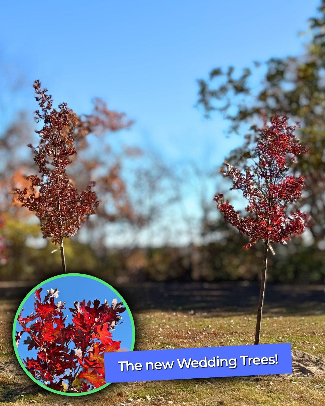 Two newly planted White Oaks with bold red fall color, installed as Wedding Trees for Buffalo Rock State Park.
